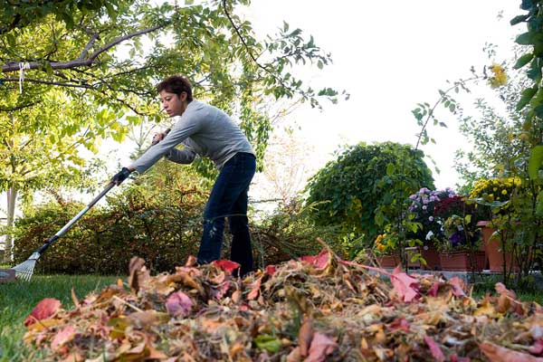 Raking-leaves-fall 秋高气爽的一天,一个女人在院子里耙树叶。