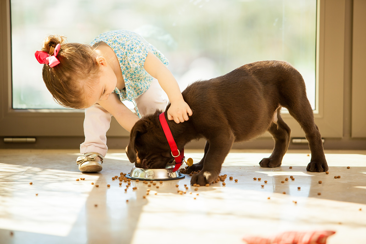 照片中的小女孩抚摸着一只正在吃它的食物的狗