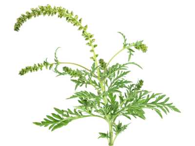 Ambrosia artemisiifolia ragweed with staminate spike that cause ragweed season
