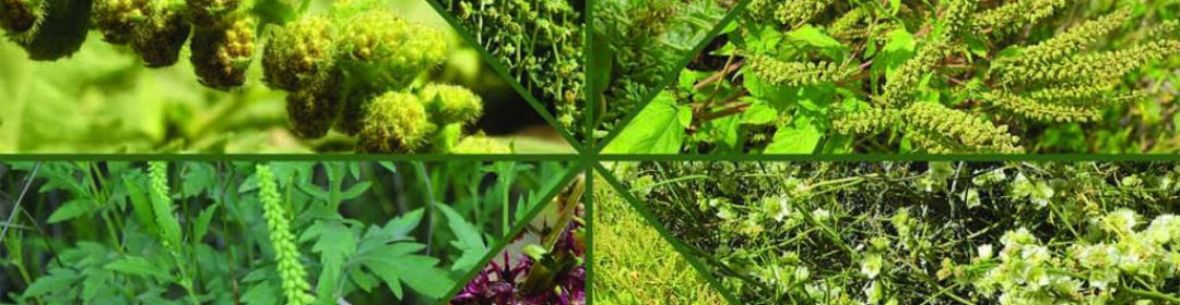 Montage of various plants that cause ragweed allergies during ragweed season