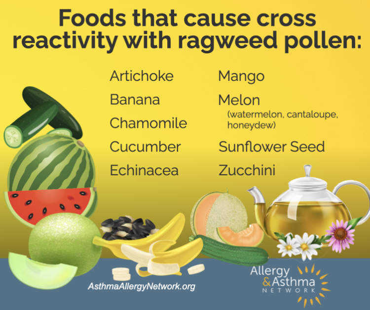 Infographic on foods that cause cross reactivity with ragweed pollen