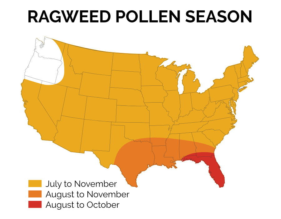 Infographic of Ragweed Pollen Season in the US. There are 3 major sections of Ragweed season with the largest covering most of the US. There is one section in the Northwest that has no pollen season.