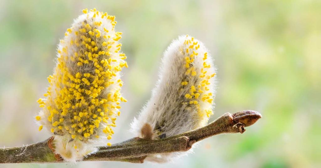Close-up of a pussy willow tree with the pollen coming off the buds.