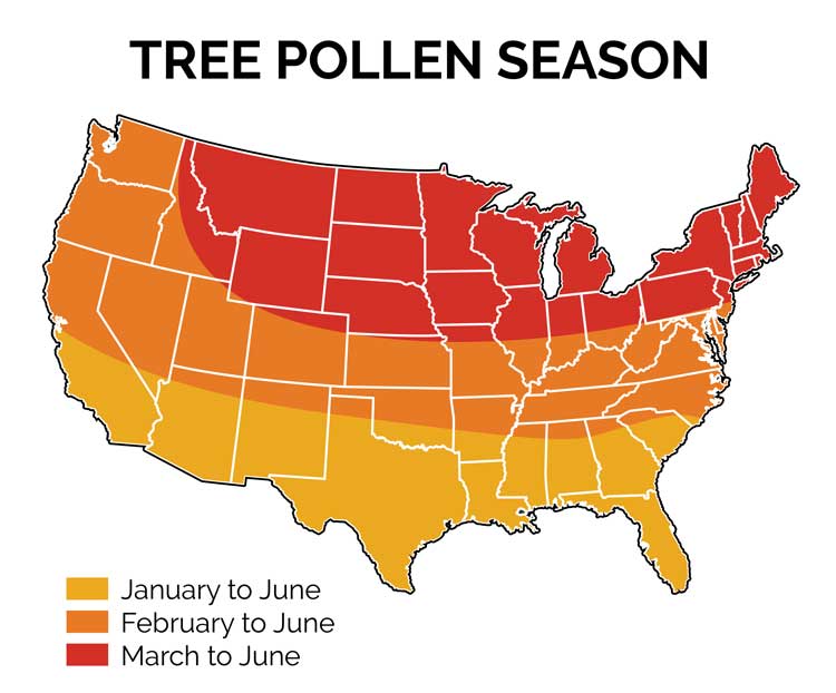 Tree pollen season infographic. Three bands of color across the US showing which months has which states have tree pollen season.